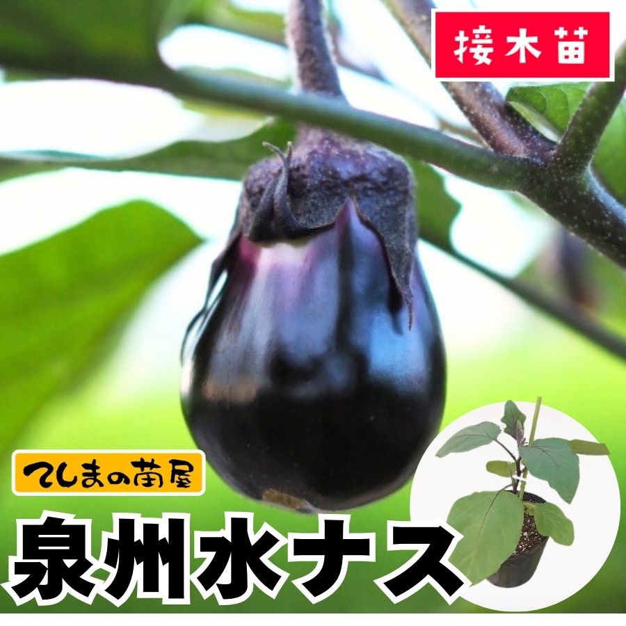 てしまの苗】 ナス苗 泉州水ナス 断根接木苗 9cmポット 野菜苗 培土 種