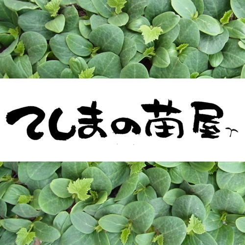 虎太郎 接木スイカ苗　30本 ○接木中玉スイカ苗 虎太郎 9cmポット | 予約注文専用ページ | | て