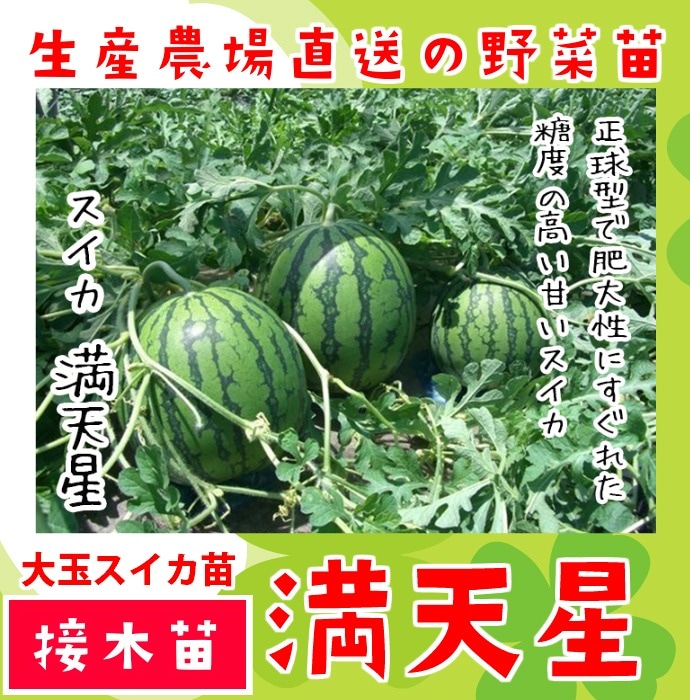 接木スイカ苗　2品種合計35本 サントリー スイカ苗 中玉 しまこだま 接木苗 3.5号ポット苗 スイカ