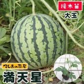 �ڤƤ��ޤ��ġ� ��̥����� ��ŷ�� �Ǻ������� 9cm�ݥå� ����� ���� �� ���� �ڿ͵���