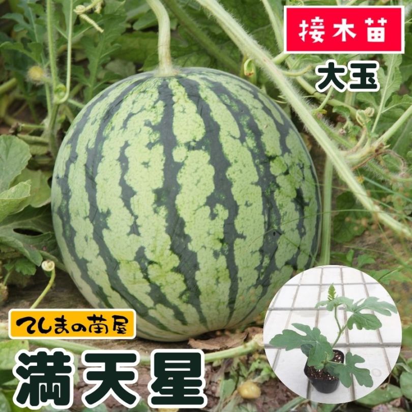 てしまの苗】 大玉スイカ 満天星 断根接木苗 9cmポット 野菜苗 培土 種