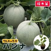 �ڤƤ��ޤ��ġ� ����� �ѥ�� �Ǻ������� 9cm�ݥå� ����� ���� �� ���� �ڿ͵���