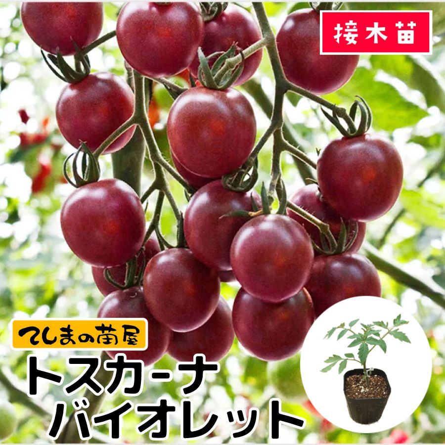 てしまの苗】 ミニトマト苗 トスカーナバイオレット 断根接木苗 9cm  