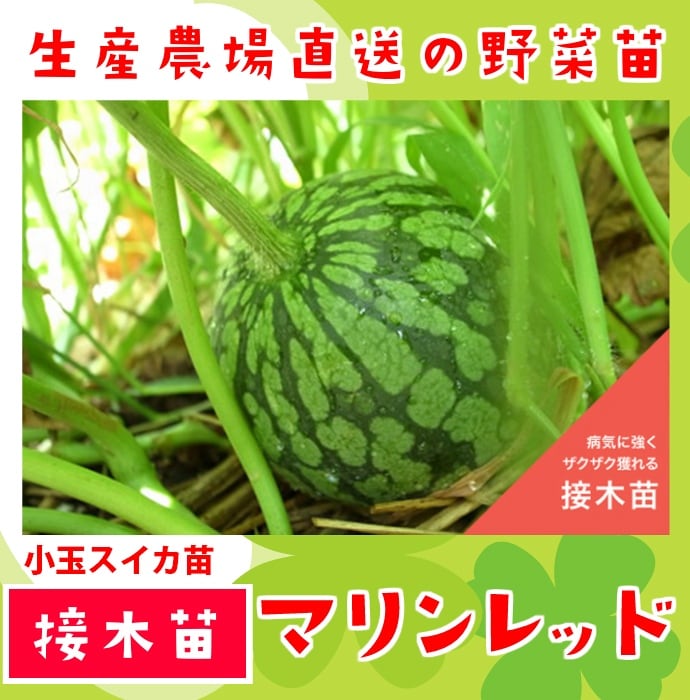 てしまの苗】 スイカ苗 マリンレッド 断根接木苗 9cmポット