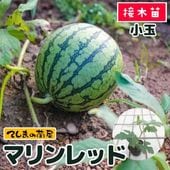 �ڤƤ��ޤ��ġ� ���̥������� �ޥ���å� �Ǻ������� 9cm�ݥå� �ڿ͵���