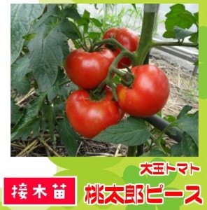 �ڤƤ��ޤ��ġ� ��̥ȥޥ��� ����Ϻ�ԡ��� �Ǻ������� 9cm�ݥå� ����� ���� �� ���� �ڿ͵���