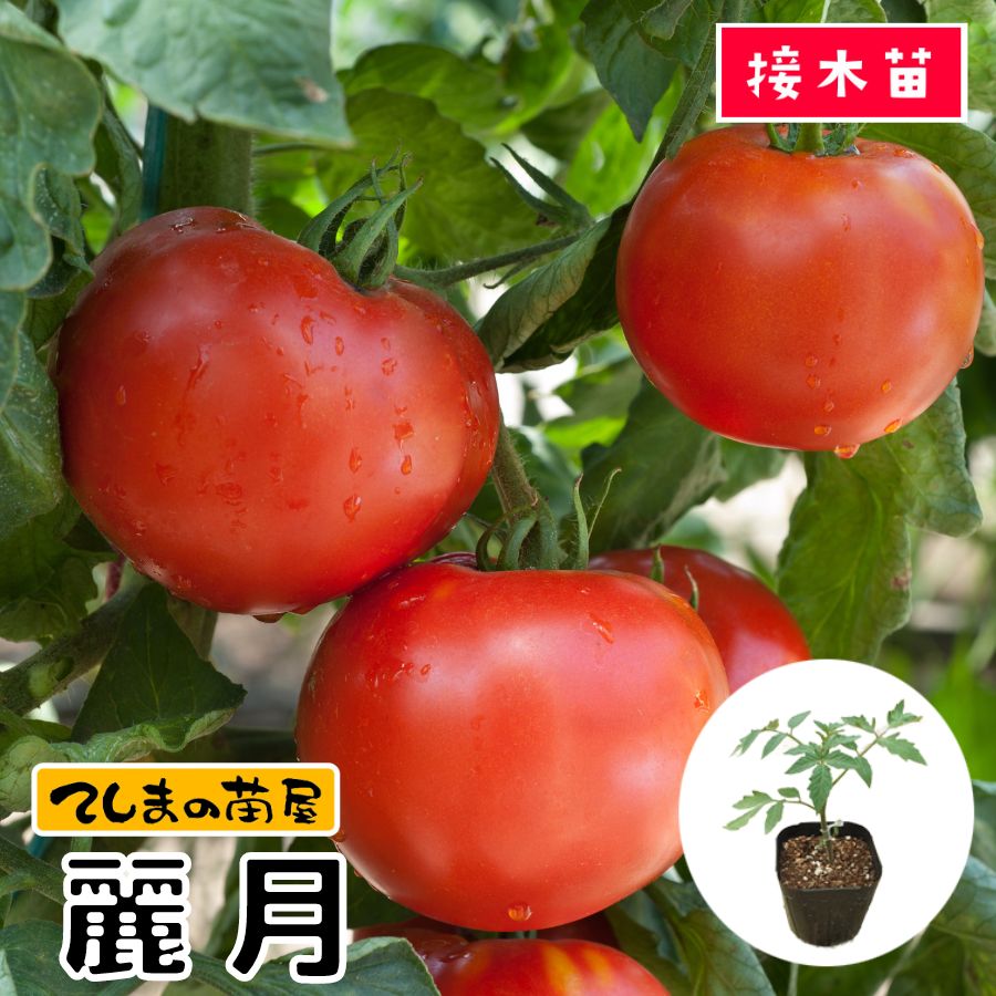 てしまの苗】 大玉トマト苗 麗月 断根接木苗 9cmポット 野菜苗 培土 種