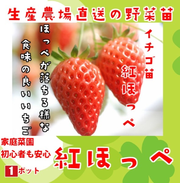 いちご苗　紅ほっぺ　３寸60個セット　専用出品！ いちご苗 紅ほっぺ 3株 / 家庭菜園 イチゴ苗 苺苗 イチゴの苗