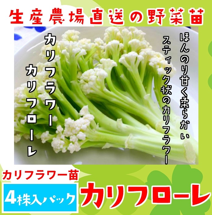�ڤƤ��ޤ��ġ� ����ե��� ����ե����� 4������ѥå� �պ��� �ڿ͵���