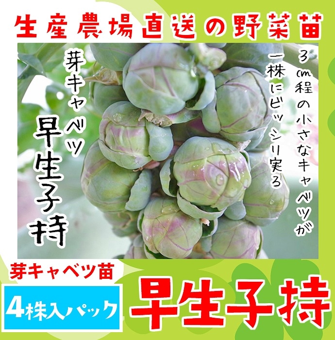 �ڤƤ��ޤ��ġ� �ꥭ��٥��� �����һ� ������ ��������ѥå� �ڿ͵���