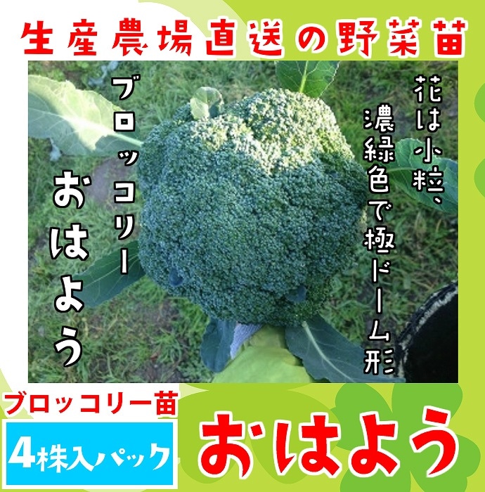 てしまの苗】 ブロッコリー苗 おはよう 4株入りパック 葉菜苗 【人気