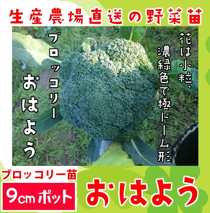 てしまの苗】 ブロッコリー苗 おはよう 9cmポット 野菜苗 培土 種 堆肥