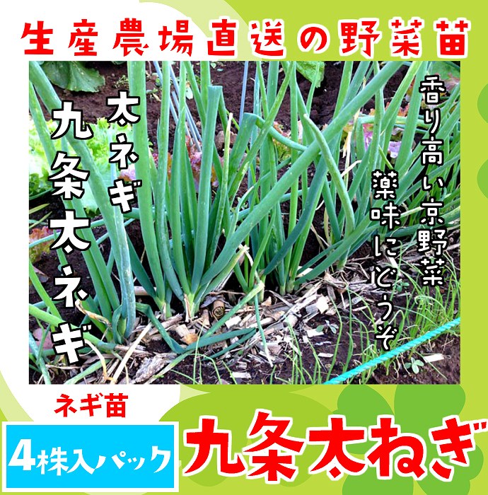 九条太ネギ苗約1000本 imgrc0112086269.jpg