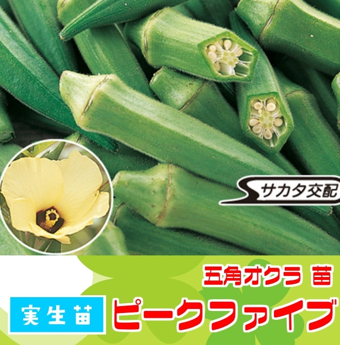 オリジナル交配実生苗 窓口 000000000972.jpg