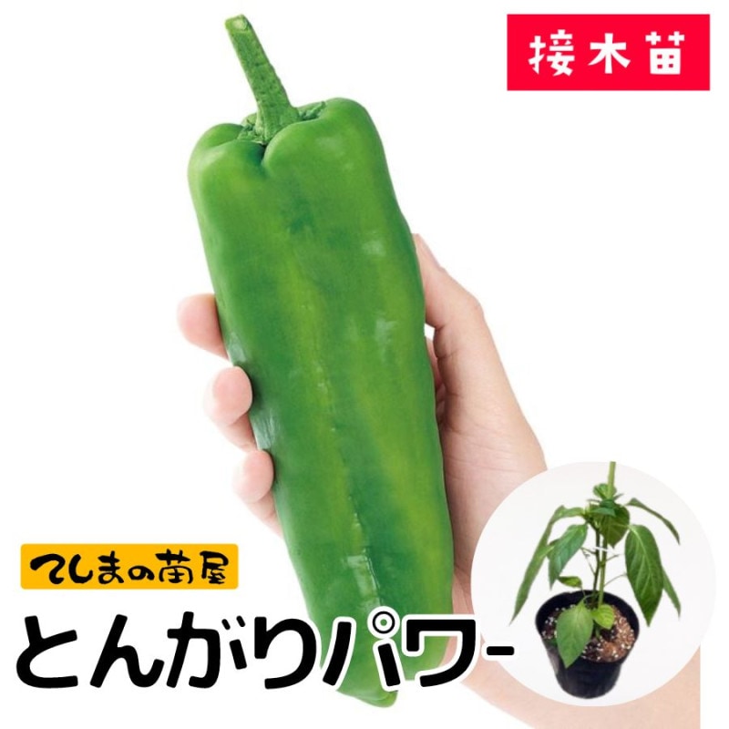 �ڤƤ��ޤ��ġ� �ԡ��ޥ� �Ȥ󤬤�ѥ  �Ǻ������� 9cm�ݥå� ����� ���� �� ���� �ڿ͵���