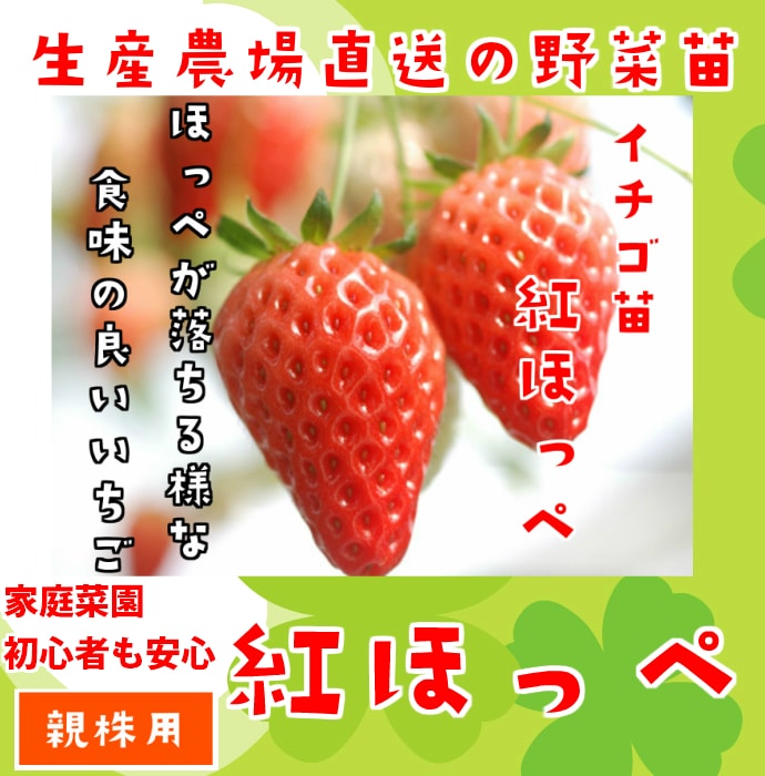 親株用イチゴ苗】 紅ほっぺ 9cmポット 野菜苗 培土 種 堆肥
