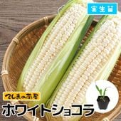 てしまの苗】 オカワカメ 9cmポット 実生苗 グリーンカーテン | てしま