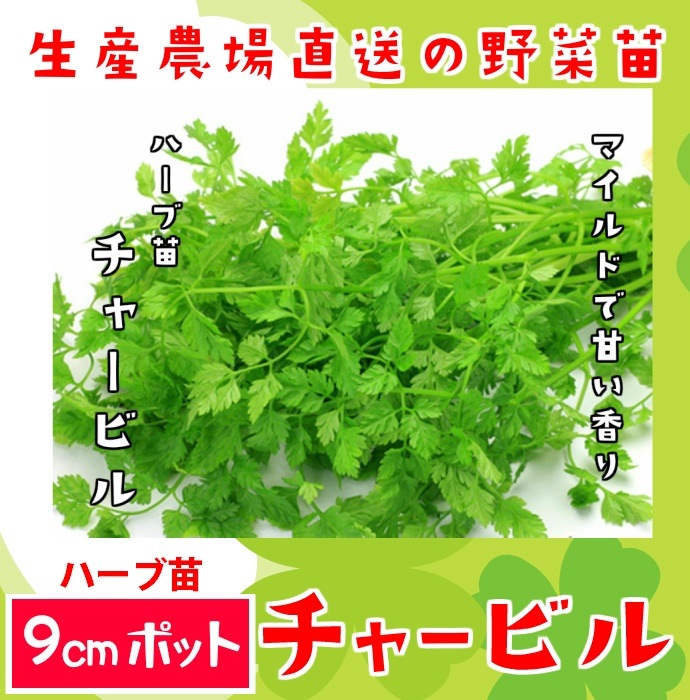 てしまの苗】ハーブ苗 チャービル 実生苗 9cmポット 野菜苗 培土 種