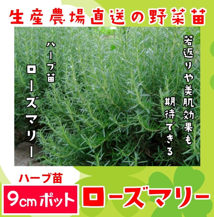 てしまの苗】ハーブ苗 ローズマリー 実生苗 9cmポット 野菜苗 培土 種
