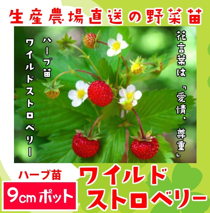 てしまの苗】ハーブ苗 ワイルドストロベリー 実生苗 9cmポット 野菜苗