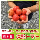 �ڤƤ��ޤ��ġ� �ߥ˥ȥޥ��� ��Ϻ�ȥޥ� �Ǻ������� 9cm�ݥå� ����� ���� �� ���� �ڿ͵���