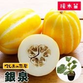 �ڤƤ��ޤ��ġ� �ޥ��復���� ���� �Ǻ������� 9cm�ݥå� �ڿ͵���