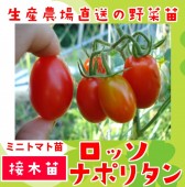 �ڤƤ��ޤ��ġ� �ߥ˥ȥޥ��� ���å��ʥݥ꥿�� �Ǻ������� 9cm�ݥå� ����� ���� �� ���� �ڿ͵��� ����� �ץ��ȥޥ� �ڿ͵���