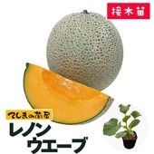 �ڤƤ��ޤ��ġ� ������� ��Υ󥦥����� �Ǻ������� 9cm�ݥå� ����� ���� �� ���� �ڿ͵��� ����� �ڿ͵���