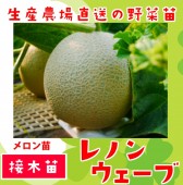 ڤƤޤġ  Υ󥦥 Ǻ 9cmݥå     ڿ͵  ڿ͵