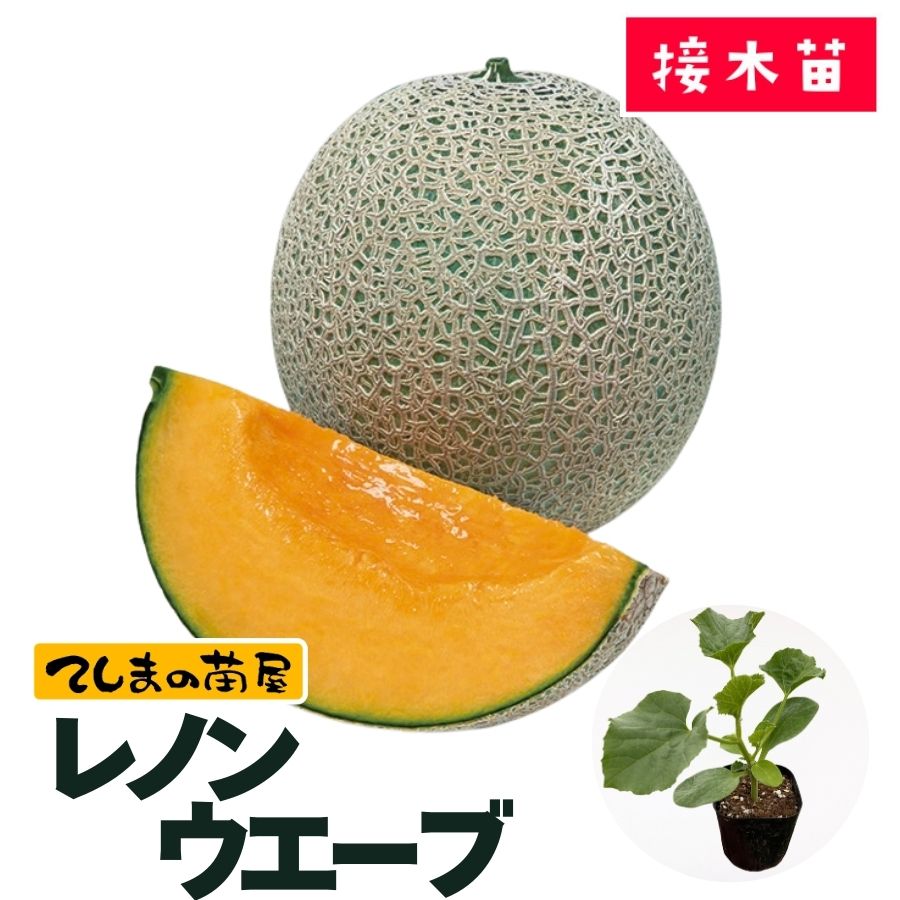 てしまの苗】 メロン苗 レノンウェーブ 断根接木苗 9cmポット 野菜苗