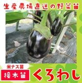 �ڤƤ��ޤ��ġ� �ƥʥ��� �����路 �Ǻ������� 9cm�ݥå� ����� ���� �� ���� �ڿ͵��� ����� �ڿ͵���