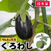 �ڤƤ��ޤ��ġ� �ƥʥ��� �����路 �Ǻ������� 9cm�ݥå� ����� ���� �� ���� �ڿ͵��� ����� �ڿ͵���