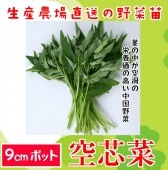 �ڤƤ��ޤ��ġ۶��ĺڡ��������󥵥������󥵥��������ġ�9cm�ݥå� �ڿ͵���