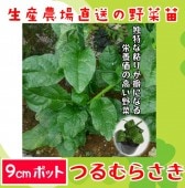 �ڤƤ��ޤ��ġۤĤ��餵�����ĥ��饵���������ġ�9cm�ݥå� �ڿ͵���