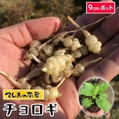 �ڤƤ��ޤ��ġۥ��������ĹϷ�ڡ������ġ�9cm�ݥå� �ڿ͵���