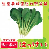 ڤƤޤġۥޥĥʡϤäġ9cmݥå ڿ͵