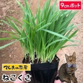 �ڤƤ��ޤ��ġۤͤ�������ǭ��̵���������տ�ʪ��9cm�ݥå� �ڿ͵���