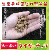 �ڤƤ��ޤ��ġۥ��������ʥåġ������ġ�9cm�ݥå� �ڿ͵���