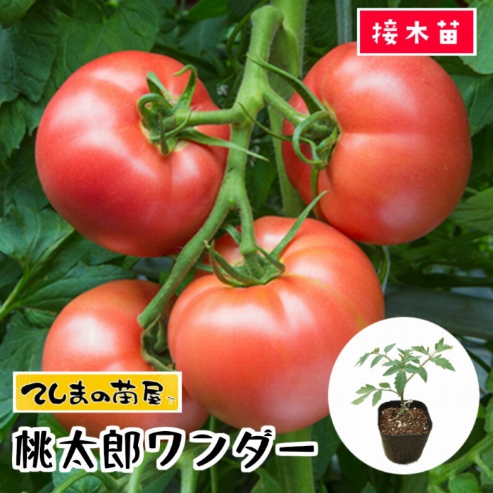 てしまの苗 大玉トマト苗 桃太郎ワンダー 断根接木苗 9cmポット 野菜苗 てしまの野菜苗 果菜類の苗 トマト てしまの苗屋 本店 てしまの苗 大玉トマト苗 桃太郎ワンダー 断根接木苗 9cmポット 野菜苗 てしまの野菜苗 果菜類の苗 トマト てしまの苗屋 本店
