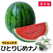 �ڤƤ��ޤ��ġ� ���̥��������ҤȤꤸ��ʥ� ���Ǻ������ġ� 9cm�ݥåȡ������