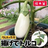 �ڤƤ��ޤ��ġۡ��ʥ��ġ��Ȥ��ƥȥ륳���Ǻ������ġ�9cm�ݥåȡ�