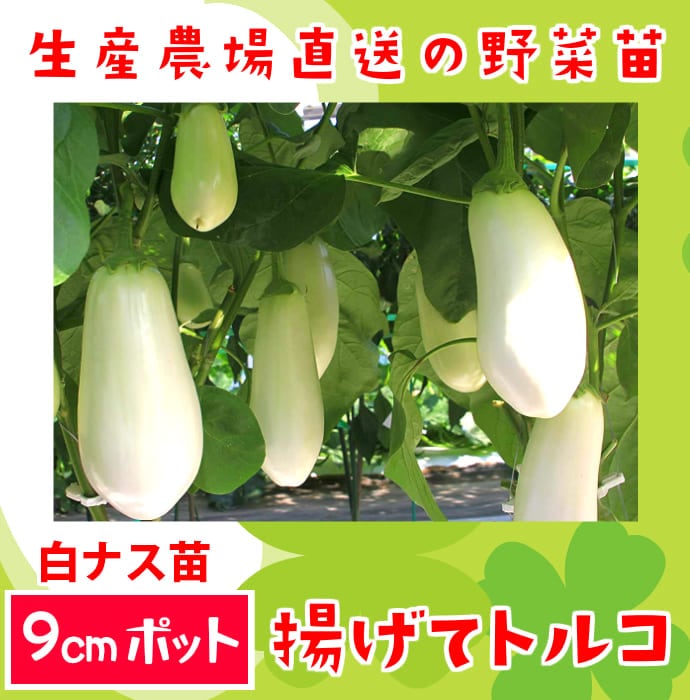 てしまの苗 ナス苗 揚げてトルコ 断根接木苗 9 ポット てしまの野菜苗 果菜類の苗 ナス てしまの苗屋 本店 てしまの苗 ナス苗 揚げてトルコ 断根接木苗 9 ポット てしまの野菜苗 果菜類の苗 ナス てしまの苗屋 本店