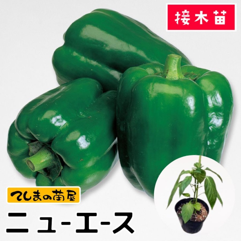 �ڤƤ��ޤ��ġۡ��ԡ��ޥ��ġ��˥塼���������Ǻ������ġ�9cm�ݥå�