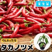 �ڤƤ��ޤ��ġۡ��ȥ����饷�ġ������Υĥᡡ�����ġ�9cm�ݥå�