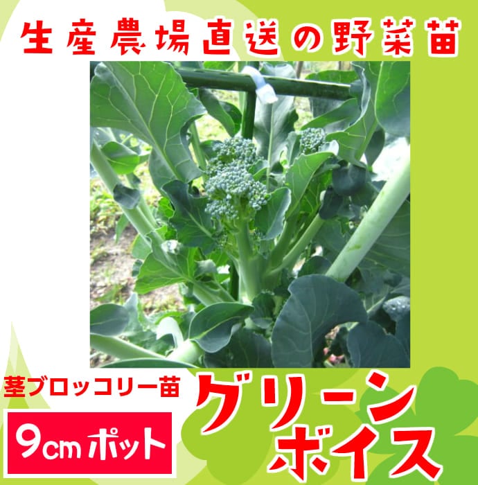 �ڤƤ��ޤ��ġۡ��ԥ֥��å��꡼�ġ����꡼��ܥ�����9����ݥåȡ��պ���