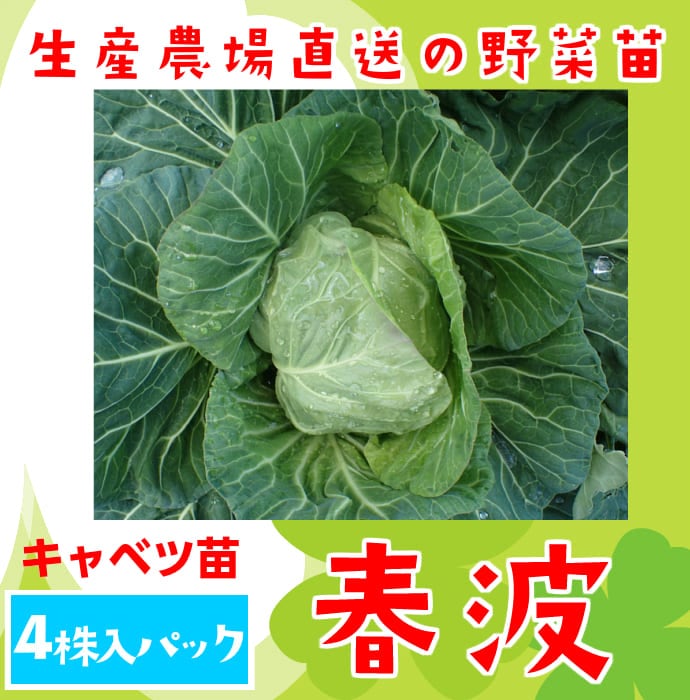 てしまの苗】 キャベツ苗 春波 4株入りパック 葉菜苗 | てしまの野菜苗