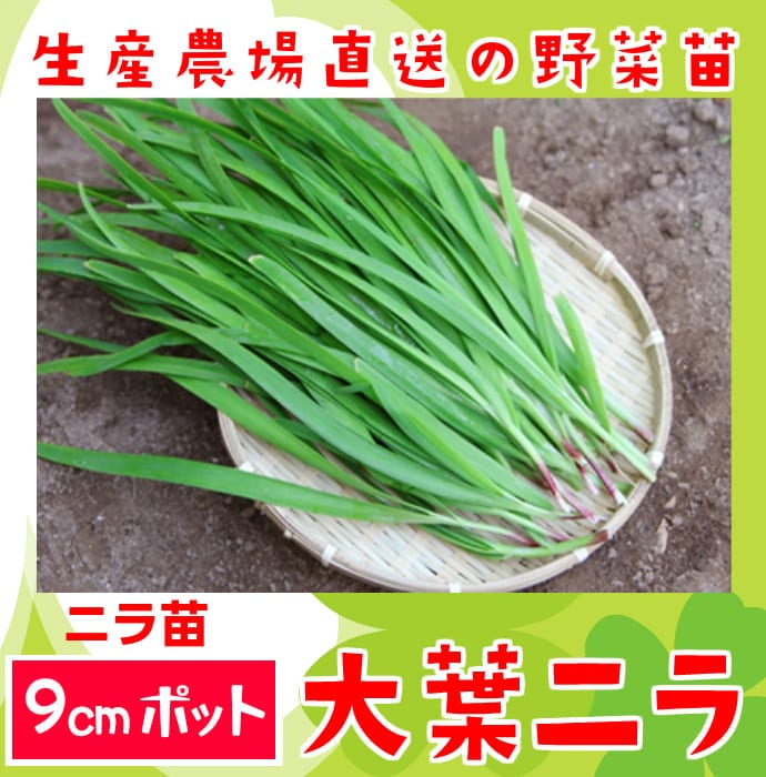 �ڤƤ��ޤ��ġۡ��˥��ġ����ե˥顡9����ݥå�