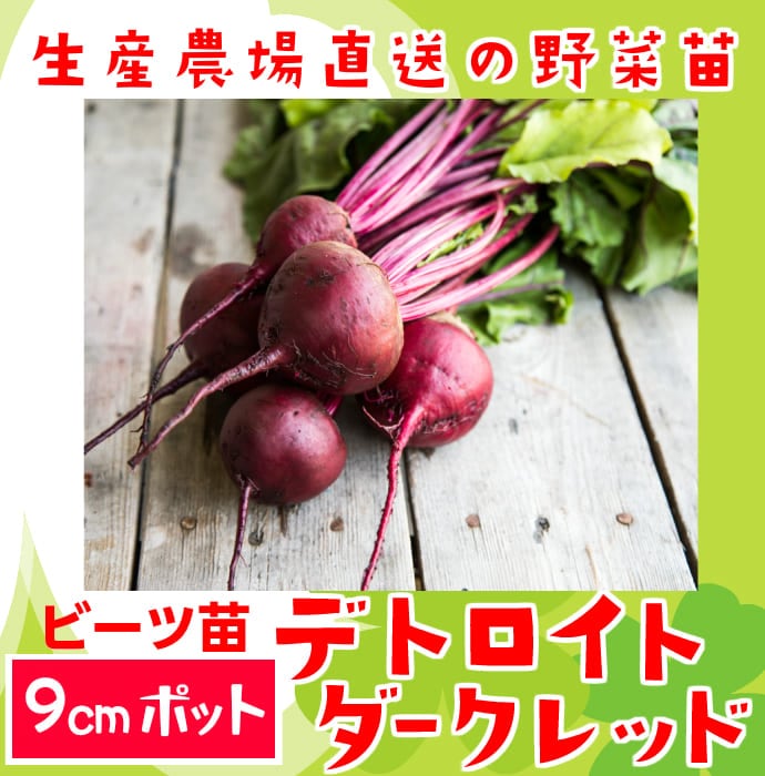 てしまの苗 ビーツ苗 デトロイトダークレッド 9 ポット てしまの野菜苗 葉菜類の苗 その他季節の野菜 てしまの苗屋 本店