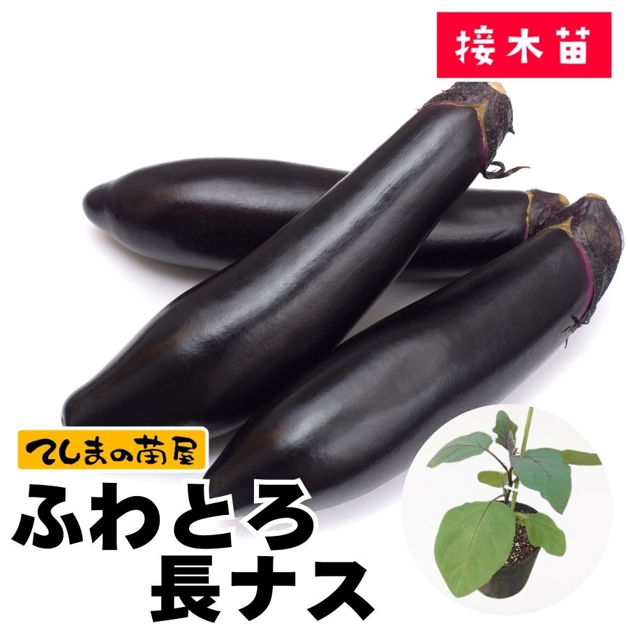 てしまの苗】ナス苗 ふわとろ長ナス 断根接木苗 9cmポット | てしま