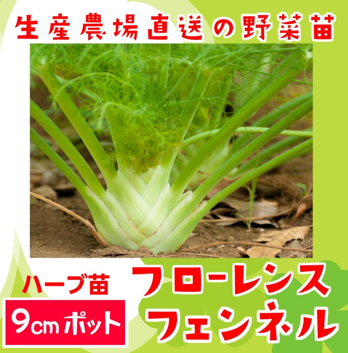 てしまの苗 ハーブ苗 フローレンスフェンネル 実生苗 9cmポット てしまの野菜苗 その他の苗 てしまの苗屋 本店